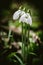 Three blossoming snowdrop flowers