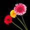 Three blossoms of colorful gerbera flowers in various colors