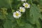 Three blossoms of Erigeron annuus, the daisy fleabane