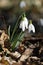 Three blossoms of snow drops in the forest