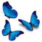 Three blue butterfly