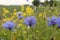 Three blue cornflowers closeup in a field margin in the dutch countryside in spring