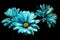 Three Blue Daisies