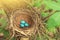 Three blue eggs in the nest in nature closeup in sunlight