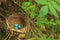 Three blue eggs of the thrush in the straw nest on a tree in the forest