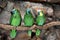 Three Blue-Fronted Amazon (Amazona aestiva)