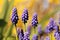 Three blue grape hyacinths with a beautiful colourful background