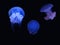 Three blue jellyfishes on black background