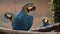 Three Blue Macaw Parrots