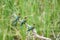 Three blue tailed bee eater on a branch