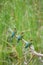 Three blue tailed bee eater on a branch