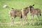 Three Blue wildebeest calves standing in the grass.