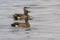 Three Blue-winged Teals swimming on smooth waves