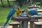 Three Blue-and-yellow macaw