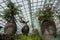 Three boab trees on display in the magnificent atrium display at the Gardens by the Bay in Singapore.