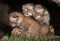 Three Bobcat Kittens (Lynx rufus)