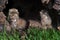 Three Bobcat Kittens (Lynx rufus) in Log