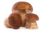 Three boletus edulis mushroom isolated on white background, close up