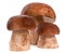Three boletus edulis mushroom isolated on white background, close up