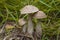 Three Boletus mushroom