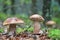 Three boletus in the mushroom rain