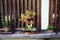 Three bonsai plants on display outside a home in Japan