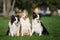 three border collie dogs sitting outdoors