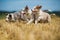 Three border collie puppies running in a stubblefield