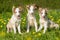 Three border collie puppies sitting in a dandelion meadow