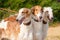 Three Borzoi Russian hounds on leads on sand
