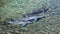 Three bottle-nosed dolphins swimming in a lava bottomed pool in a resort on the Big Island, Hawaii.