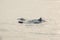 Three bottlenose dolphins leaping away over the water