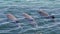 Three bottlenose dolphins swimming and one spouting through its blowhole in the Rockingham Sea, Western Australia