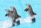 Three bottlenose dolphins ( Tursiops truncatus)