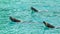 Three Bottlenose Dolphins (Tursiops Truncatus)