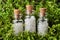 Three bottles of homeopathy globules on green moss. Bottles of homeopathic granules. Homeopathy medicine