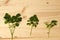 Three branches and leaves of moringa tree on wood