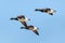 Three brant Branta bernicla fly over the ocean at Barnegat Lighthouse State Park, New Jersey, USA