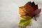 Three bright autumn leaves of hawthorn maroon, orange and green against a white, ivory plain knitted pigtail background. The