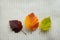 Three bright autumn leaves of hawthorn maroon and yellow-orange and green on a white, ivory simple knitted pigtail background. The