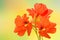 Three bright beautiful flowers of orange color nasturtium on a green stem close-up on a colorful abstract background