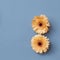 Three bright orange gerbera flowers isolated on a blue paper background,. Blooming concept.