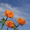 Three bright orange globe-flowers Trollius asiaticus on blue sky background