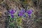 Three bright purple flowers of a Wild Stinking Iris