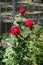 Three bright red flowers of rose in August