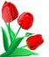 Three bright red flowers tulips with green leaves