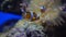 Three bright striped clown fishes float under water against actinia 4K video