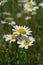 Three bright wild ox-eye daisies (Leucanthemum vulgare), growing in the field on a sunny day