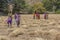 Three brightly clad young female wheat cutters near Udaipur in Rajasthan