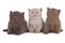 Three british shorthair kitten sitting in a row